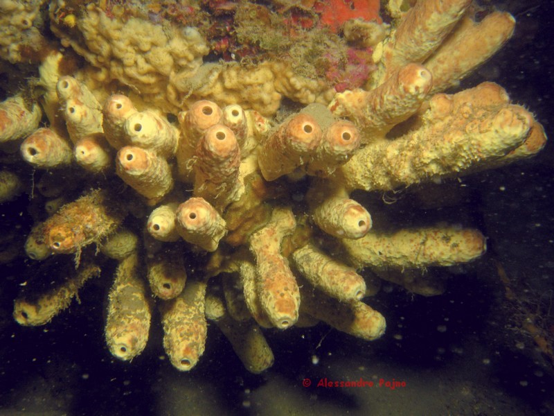 Aplysina cavernicola Vacelet, 1959
